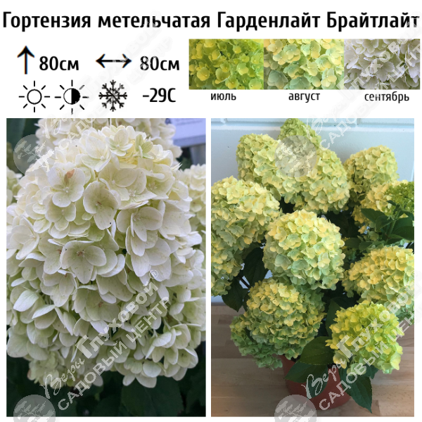Гортензия метельчатая "Гарденлайт Брайтлайт" на фото