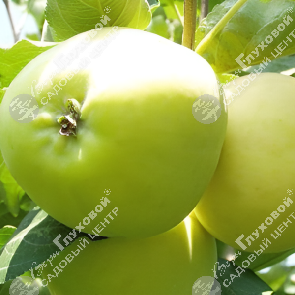 Яблоня "Папировка" на фото