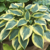 Хоста (Hosta) Отем Фрост С2 ГлХ/26