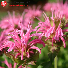 Основное изображение товара