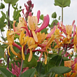 Жимолость 