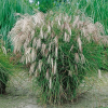 Мискантус китайский (Miscanthus sinensis) Кляйн Фонтейн С2 НСп/26