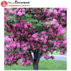 Боярышник морденский (Crataegus mordenensis) Тоба 12/14 400-450 ТС60 ГВр/26