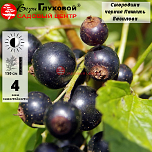 Смородина черная Память Вавилова (средняя)