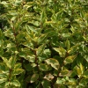 Дерен белый "Шпэти" на фото
