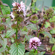 Мята перечная 