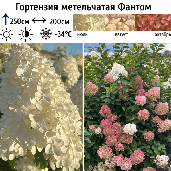 Основное изображение товара