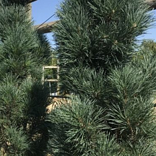 Основное изображение товара