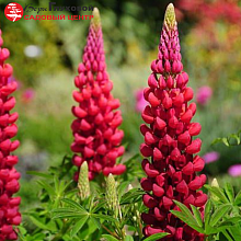 Основное изображение товара