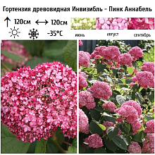 Основное изображение товара