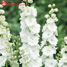 Основное изображение товара