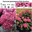 Гортензия древовидная 