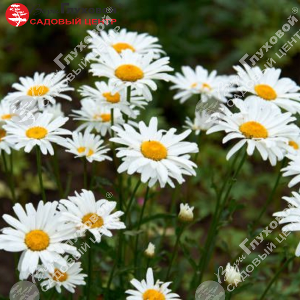 Нивяник великолепный "Аляска" на фото