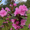 Азалия японская (Azalea japonica) 'Staccato' С3 ПЧ/24