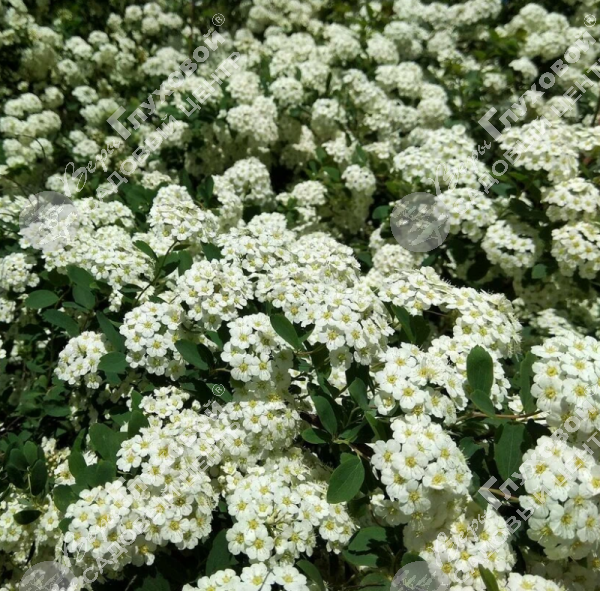 Спирея стелющаяся на фото