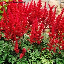 Основное изображение товара