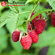 Малина 