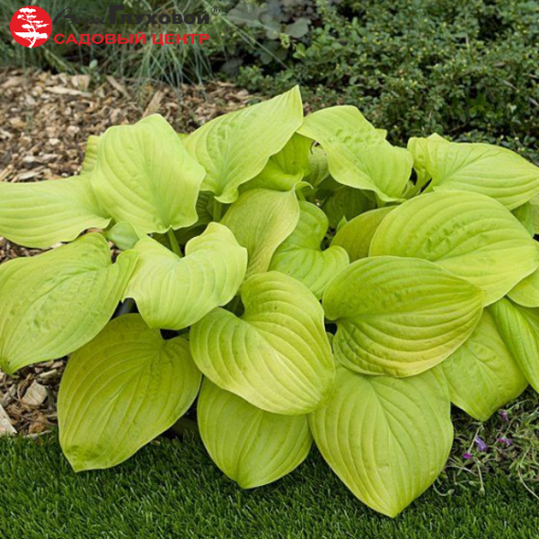 Основное изображение товара