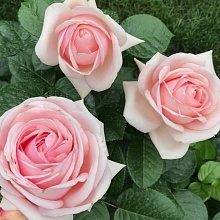 Основное изображение товара