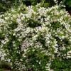 Дейция городчатая (Deutzia crenata) Диппон С3 СП/23