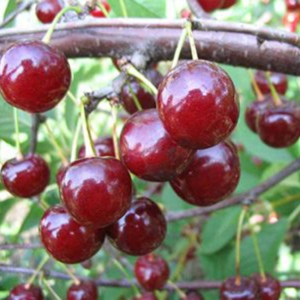 Вишня Десертная Морозовой (ранний сорт) С4