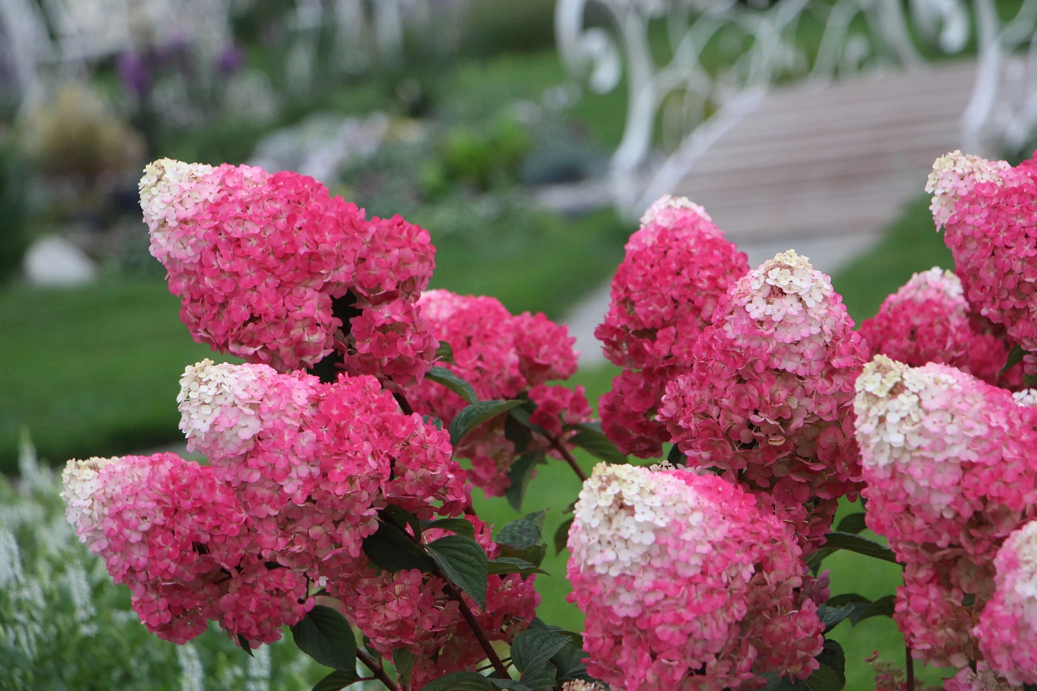 Сорт гортензии Самарская Лидия