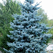 Ель колючая 