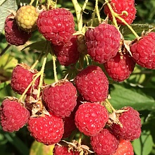 Основное изображение товара