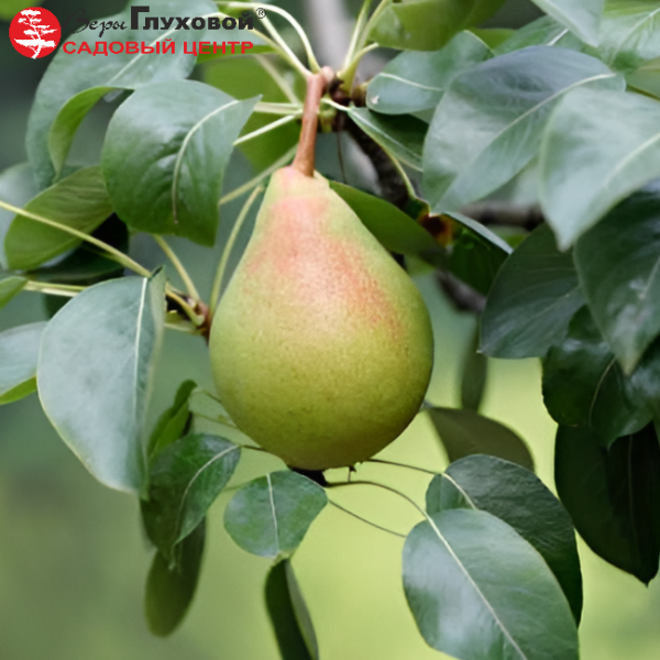 Основное изображение товара