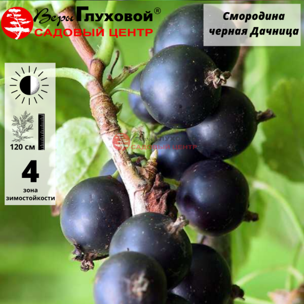 Основное изображение товара