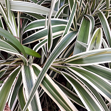 Основное изображение товара