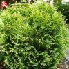 Туя западная (Thuja occidentalis) Вотерфилд С3 СП/24