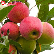 Основное изображение товара