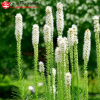 Лиатрис колосковый (Liatris spicata) Альба С2 ГлХ/26
