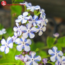 Основное изображение товара