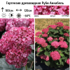 Гортензия древовидная (Hydrangea arborescens) Руби Аннабель С3 НАп/26