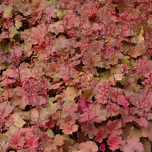 Основное изображение товара