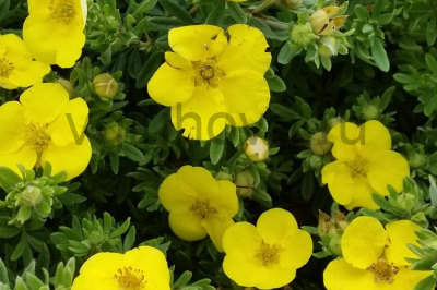 Лапчатка кустарниковая 