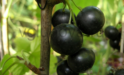 смородина Геркулес