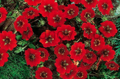 Лапчатка гибридная 